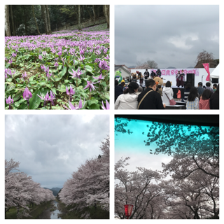 桜ー2.png