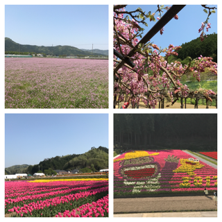 花めぐり.png